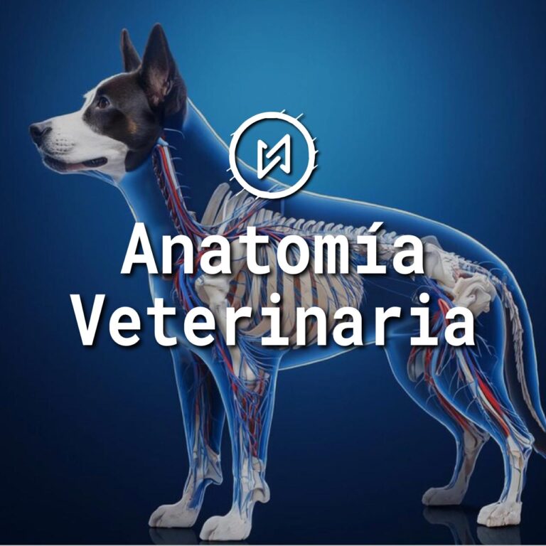 ANATOMIA VETERINARIA